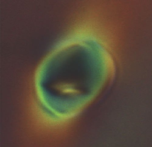照片:显微图像显示显著变形软囊泡内浮动在向列相液晶。