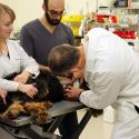 照片:三个人身着实验室检查狗检查表。