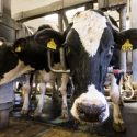 荷斯坦奶牛在贝尔维尔在阳光奶牛场挤奶。UW乳制开云体育appios下载品创新中心学生挑战旨在集思广益来帮助乳制品行业。