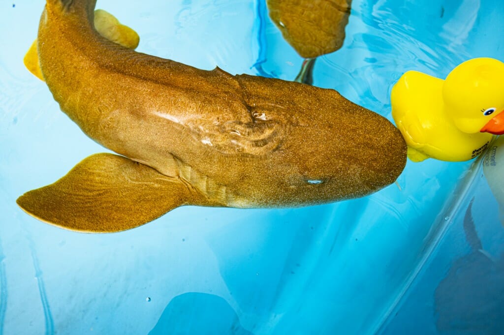 特写镜头的鲨鱼在水池游泳一个黄色的橡皮鸭