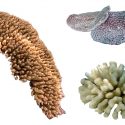 三个珊瑚:一个棕褐色,长和易怒的;一个黄色,圆润,甚至更多的;一个像蛇和紫色