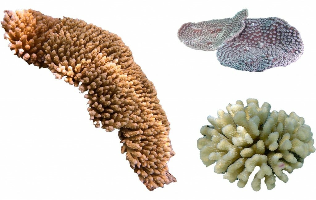 三个珊瑚:一个棕褐色,长和易怒的;一个黄色,圆润,甚至更多的;一个像蛇和紫色