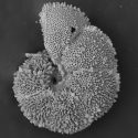 显微图像的有孔虫物种Morozovella allisonensis,类似海绵对象蜷缩像虾一样