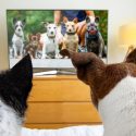 2狗的头,从背后看,看几个狗小电视监视器