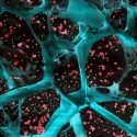 水凝胶的高倍率(蓝色)封装T细胞激活血小板(红色)和纳米粒子释放药物抑制tumor-boosting细胞(绿色)。这种凝胶抑制癌症细胞的生长在手术切除后不同类型的肿瘤。