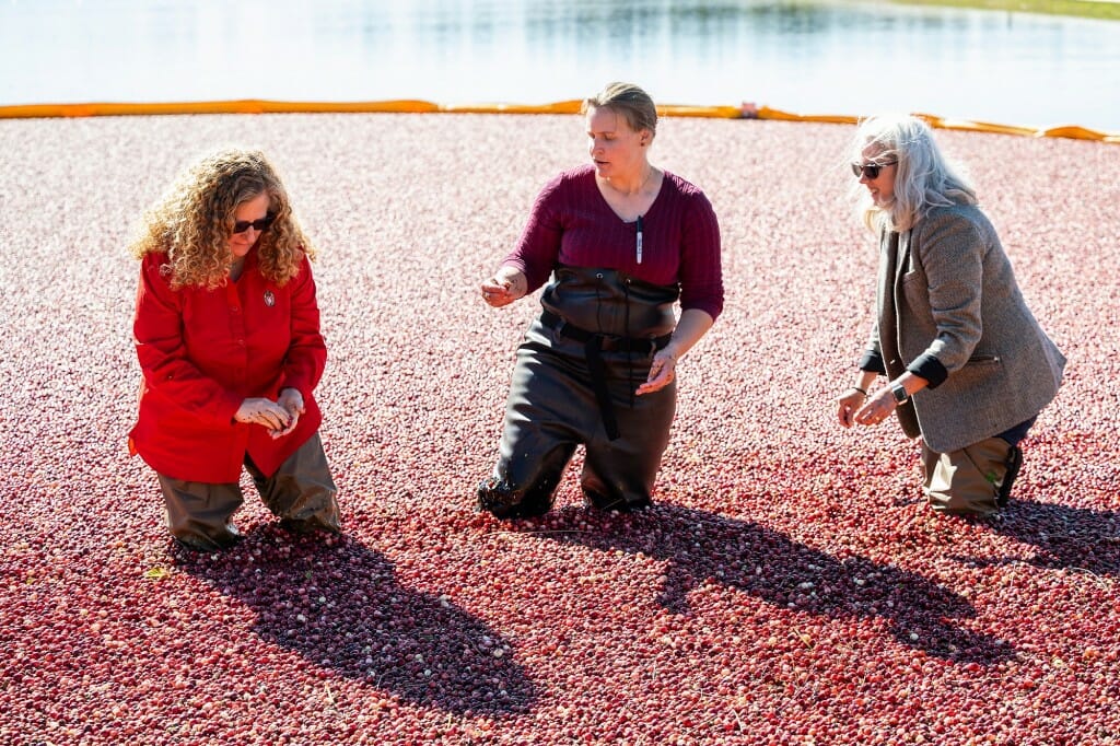 在一个阳光明媚的日子里，Jennifer Mnookin, Allison Jonjak和Glenda Gillaspy站在沼泽里，手里拿着蔓越莓。