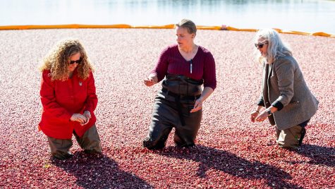 在一个阳光明媚的日子里，Jennifer Mnookin, Allison Jonjak和Glenda Gillaspy站在沼泽里，手里拿着蔓越莓。