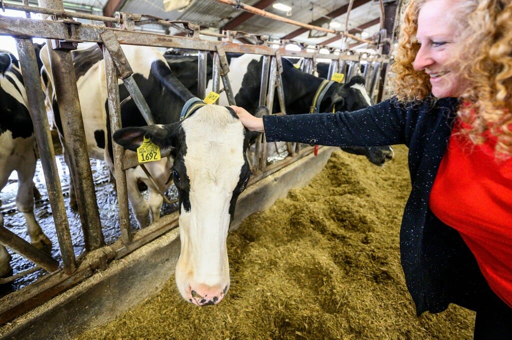 总理詹妮弗Mnookin问候奶牛作为她参观奶制品创新中心在UW-Platteville先锋农场。开云体育appios下载