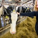 校长詹妮弗·姆努金在参观威斯康星大学普拉特维尔先锋农场的乳制品创新中心时向一头奶牛致意。开云体育appios下载
