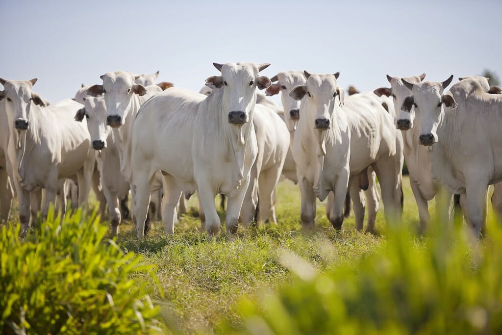 一些是白牛在草地上吃草。