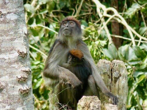一只成年红疣猴坐在树桩上向上看，而一只幼猴紧贴着她的胸部，看着镜头。