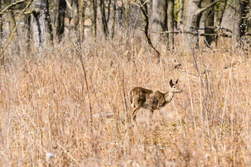 白尾鹿站在高大的棕色woodline附近的草原的草。