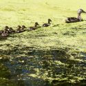 野鸭母鸡带领一行六个小鸭通过一个绿色的海洋藻类和浮萍。