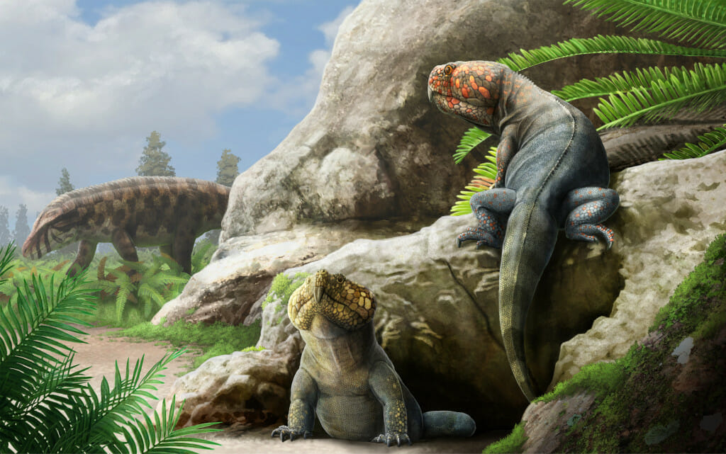 一个新任命的插图rynchosaur物种。两个大型陆地动物鬣蜥的身体和鹦鹉学舌的脸爬上岩石表面下蓝色,晴朗的天空。